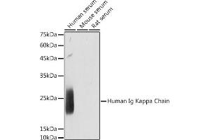Western blot analysis of extracts of various cell lines, using Human Ig Kappa Chain antibody (ABIN7267846) at 1:1000 dilution. (IGKC 抗体)