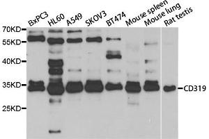Western blot analysis of extracts of various cell lines, using SLAMF7 antibody. (SLAMF7 抗体)