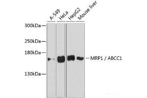 Western blot analysis of extracts of various cell lines using MRP1 / ABCC1 Polyclonal Antibody at dilution of 1:3000. (ABCC1 抗体)