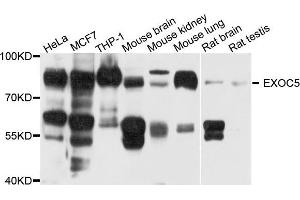 Western blot analysis of extract of various cells, using EXOC5 antibody. (EXOC5 抗体)