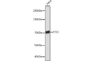 Western blot analysis of extracts of HeLa cells, using TFE3 Rabbit mAb (ABIN1683323, ABIN3015205, ABIN3015206 and ABIN7101320) at 1:1000 dilution. (TFE3 抗体)