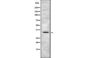 Western blot analysis of TAS2R4 using HT-29 whole cell lysates (TAS2R4 抗体  (Internal Region))