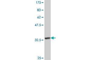 Western Blot detection against Immunogen (37. (USP12 抗体  (AA 69-168))