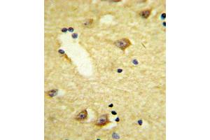 Immunohistochemistry (IHC) image for anti-Dopamine Receptor D4 (DRD4) antibody (ABIN3003899) (DRD4 抗体)