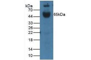 Western blot analysis of Mouse Placenta Tissue. (IL1R1 抗体  (AA 20-338))