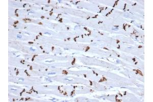 Formalin-fixed, paraffin-embedded human heart stained with N-Cadherin Recombinant Rabbit Monoclonal Antibody (CDH2/6857R). (Recombinant N-Cadherin 抗体)
