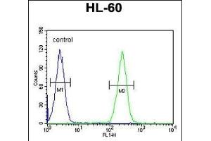 BCORL1 Antibody (N-term) (ABIN654801 and ABIN2844476) flow cytometric analysis of HL-60 cells (right histogram) compared to a negative control cell (left histogram).