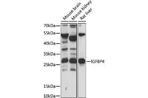Western blot analysis of extracts of various cell lines, using IGFBP4 antibody (ABIN7267909) at 1:1000 dilution. (IGFBP4 抗体  (AA 178-258))