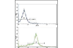 Flow cytometric analysis of 293 cells using GDF6 Antibody (C-term)(bottom histogram) compared to a negative control cell (top histogram). (GDF6 抗体  (C-Term))