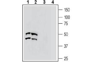 Western Blotting (WB) image for anti-G Protein-Coupled Receptor 77 (GPR77) (AA 179-193), (Extracellular) antibody (ABIN7042975)