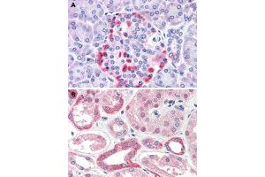 Immunohistochemical staining of human pancreas (A) and human kidney (B) with CADM4 polyclonal antibody . (Cell Adhesion Molecule 4 抗体  (Internal Region))