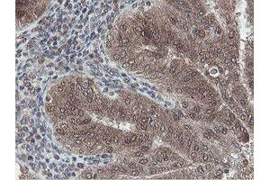 Image no. 12 for anti-OTU Domain, Ubiquitin Aldehyde Binding 1 (OTUB1) antibody (ABIN1499930)