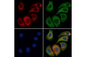 ABIN6261438 and ABIN6276426 staining Hela cells by IF/ICC.