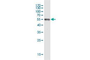 Western Blot detection against Immunogen (46. (SRCRB4D 抗体  (AA 1-190))