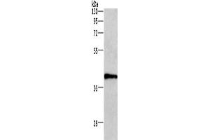Western Blotting (WB) image for anti-Wingless-Type MMTV Integration Site Family, Member 3A (WNT3A) antibody (ABIN2429781) (WNT3A 抗体)