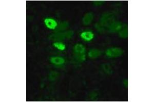 Image no. 1 for anti-Influenza Nucleoprotein antibody (Influenza A Virus) (AA 428-441) (ABIN200003) (Influenza Nucleoprotein 抗体 (Influenza A Virus) (AA 428-441))