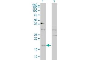 Western Blot analysis of CEBPG expression in transfected 293T cell line by CEBPG polyclonal antibody (A01). (CEBPG 抗体  (AA 1-150))