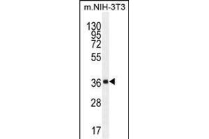 FC1 Antibody (Center) (ABIN655232 and ABIN2844836) western blot analysis in mouse NIH-3T3 cell line lysates (35 μg/lane). (ABHD17C 抗体  (AA 92-121))