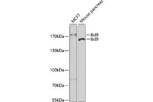 Western blot analysis of extracts of various cell lines, using Bcl9 antibody (ABIN6129972, ABIN6137514, ABIN6137515 and ABIN6222543) at 1:400 dilution. (BCL9 抗体)