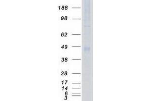 Validation with Western Blot (PDPK1 Protein (Transcript Variant 2) (Myc-DYKDDDDK Tag))