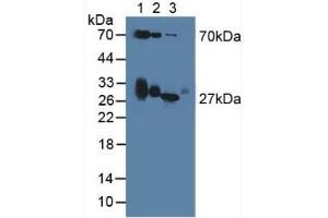 Figure. (Apolipoprotein D 抗体  (AA 1-189))