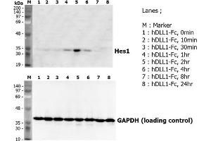 Western Blotting (WB) image for delta-Like 1 (DLL1) (AA 18-545) (Active) protein (Fc Tag) (ABIN2745651)