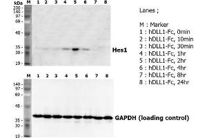 Induction of Hes-1 with the treatment of recombinant human DLL1-Fc . (DLL1 Protein (AA 1-545, Extracellular Domain) (Fc Tag))