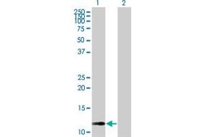 Western Blot analysis of RAB42 expression in transfected 293T cell line by RAB42 MaxPab polyclonal antibody. (RAB42 抗体  (AA 1-105))