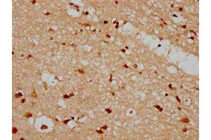 IHC image of nforHU diluted at 1:20 and staining in paraffin-embedded human brain tissue performed on a Leica BondTM system. (HIST1H1C 抗体  (AA 100-112))
