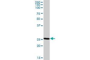 NRBF2 MaxPab polyclonal antibody. (NRBF2 抗体  (AA 1-287))