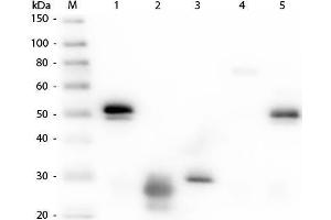 Western Blot of Anti-Rabbit IgG (H&L) (RAT) Antibody (Min X Hu, Gt, Ms Serum Proteins) . (大鼠 anti-兔 IgG (Heavy & Light Chain) Antibody (Alkaline Phosphatase (AP)) - Preadsorbed)