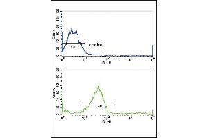 GALNT3 Antibody (Center) (ABIN653156 and ABIN2842724) flow cytometric analysis of MCF-7 cells (bottom histogram) compared to a negative control cell (top histogram). (GALNT3 抗体  (AA 454-481))