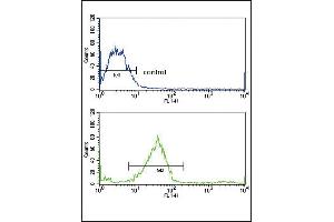 GALNT3 Antibody (Center) (ABIN653156 and ABIN2842724) flow cytometric analysis of MCF-7 cells (bottom histogram) compared to a negative control cell (top histogram). (GALNT3 抗体  (AA 454-481))