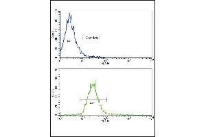 Flow cytometric analysis of NCI-H460 cells using NRG1 Antibody (bottom histogram) compared to a negative control cell (top histogram). (Neuregulin 1 抗体  (AA 198-229))