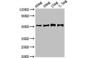 Western Blot Positive WB detected in Recombinant protein All lanes: Gamma-glutamy antibody at 2. (GGH 抗体  (AA 22-342))