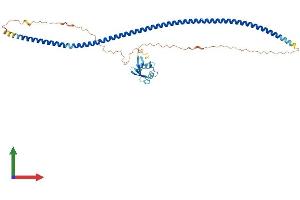 Protein Structure (PS) image for Ras Association (RalGDS/AF-6) Domain Family (N-terminal) Member 8 (RASSF8) (AA 1-419) protein (His tag) (ABIN7559390)