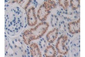Detection of ODC in Rat Kidney Tissue using Polyclonal Antibody to Ornithine Decarboxylase (ODC) (ODC1 抗体  (AA 1-461))