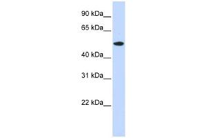 WB Suggested Anti-RASGEF1A Antibody Titration: 0.