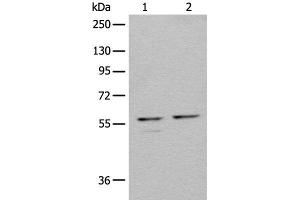 Western blot analysis of 293T cell lysates using URI1 Polyclonal Antibody at dilution of 1:450 (URI1 抗体)
