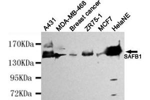 Western blot detection of SAFB1 in HelaNE,A431,MDA-MB-468,Breast cancer,ZR75-1 and MCF7 cell lysates using SAFB1 mouse mAb (1:4000 diluted). (SAFB 抗体)
