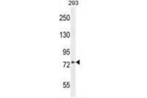 XKR4 Antibody (C-term) western blot analysis in 293 cell line lysates (35 µg/lane). (XKR4 抗体  (C-Term))
