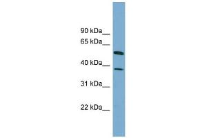 WB Suggested Anti-HEPACAM Antibody Titration: 0. (HEPACAM 抗体  (N-Term))