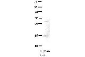 Western Blotting (WB) image for anti-Chromosome 21 Open Reading Frame 2 (C21orf2) (N-Term) antibody (ABIN2782373)