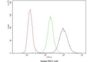 Flow cytometry testing of human THP-1 cells with Cyclin B1 antibody at 1ug/10^6 cells (blocked with goat sera) (Cyclin B1 抗体  (AA 1-433))