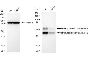 Western blotting analysis using MAPK activated protein kinase 2 antibody (ABIN7799475).