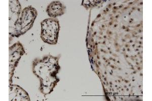 Immunoperoxidase of monoclonal antibody to WWTR1 on formalin-fixed paraffin-embedded human placenta. (WWTR1 抗体  (AA 201-300))