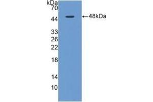 Detection of Recombinant MAPt, Rat using Polyclonal Antibody to Tau Protein (MAPT) (tau 抗体  (AA 34-368))