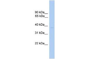 WB Suggested Anti-ST6GALNAC6 Antibody Titration:  0. (ST6GALNAC6 抗体  (N-Term))