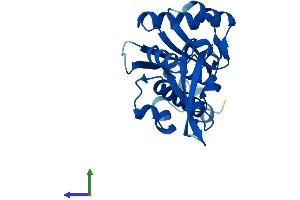 Protein Structure (PS) image for Polymerase (RNA) II (DNA Directed) Polypeptide E, 25kDa (POLR2E) (AA 1-210) protein (His tag) (ABIN7551533)