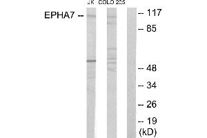 Western blot analysis of extracts from Jurkat cells and COLO205 cells, using EPHA7 antibody. (EPH Receptor A7 抗体)